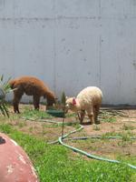 Alpacas in Chala