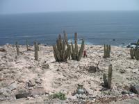 Kakteen an der Küste entlang der Panamericana