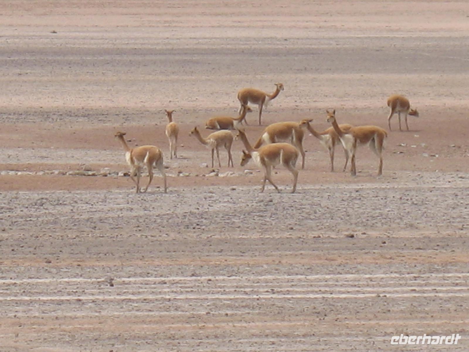 Fahrt von Arequipa nach Chivay