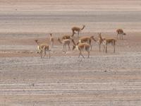 Fahrt von Arequipa nach Chivay