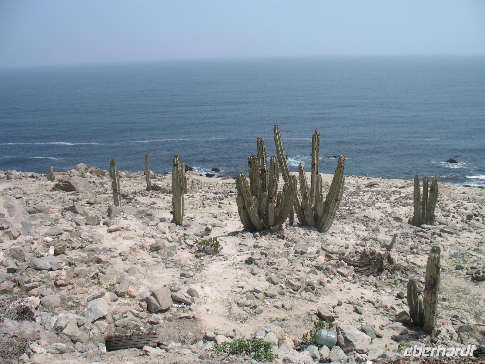 Kakteen an der Küste entlang der Panamericana