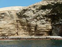 044_Seelöwen-Kolonie