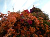 051_Blütenpracht im Hotel Majoro