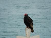 053_Rotkopf-Seegeier