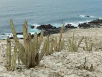 054_Entlang der Panamericana