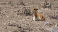 Vicuna