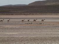 Von Arequipa ins Colca Tal