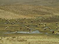 Von Arequipa ins Colca Tal