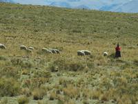 Von Chivay nach Puno