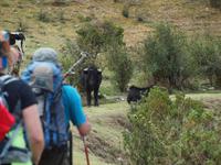 Wanderung zur Salkantay Lodge