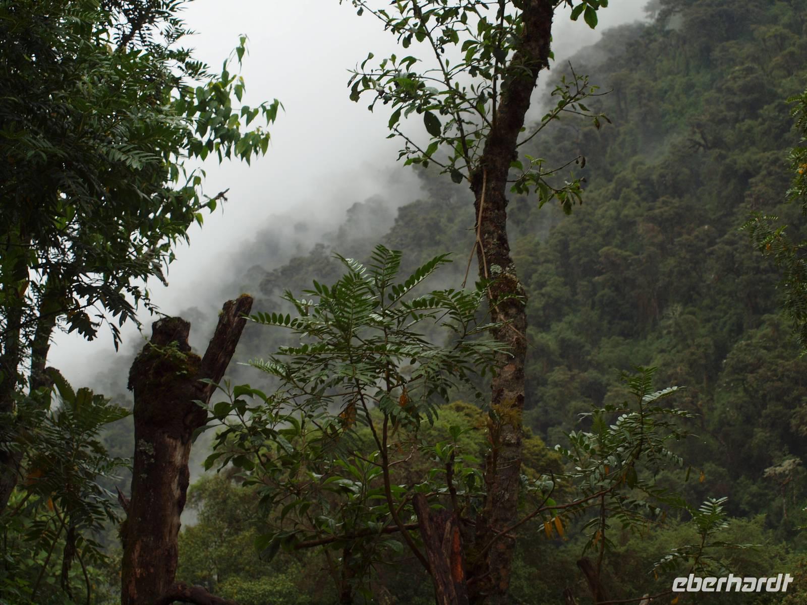 Wanderung durch den Nebelwald