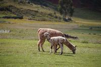 Alpaca 