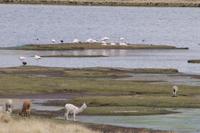 Alpacas und Chile-Flamingos