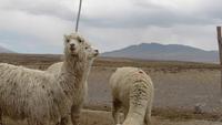 Alpacas