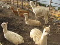 Alpakas