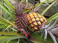 Ananas auf dem Wegesrand