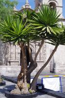 Arequipa