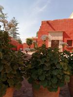 Arequipa