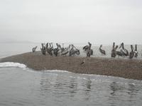 Ballestas Inseln