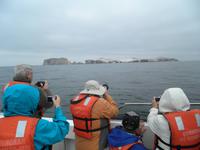 Ballestas Inseln