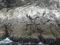 Ballestas Inseln