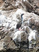 Ballestas Inseln