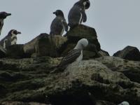 Ballestas Inseln