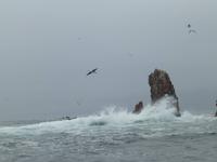 Ballestas Inseln