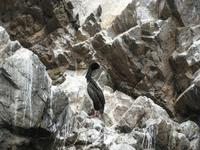 Ballestas-Inseln
