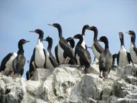Ballestas-Inseln