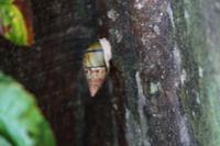 Baumschnecke