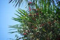 Beeren im Regenwald