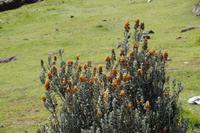 Bei Sillustani