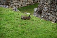 Berg-Viscacha (