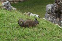 Berg-Viscacha (