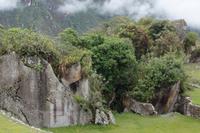 Bewuchs in Machu Picchu