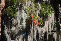 Blüten des Pisonay und Flechten, Andahuailillas