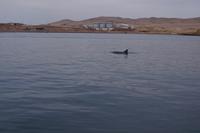 Bottlenose-Delphin