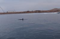 Bottlenose-Delphin