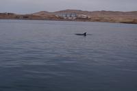 Bottlenose-Delphin