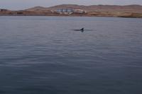 Bottlenose-Delphin