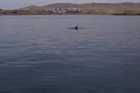 Bottlenose-Delphin