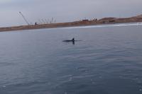 Bottlenose-Delphin