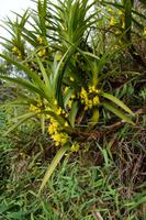 Bromelien?
