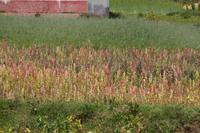 Bunter Quinoa