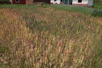 Bunter Quinoa