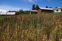 Bunter Quinoa