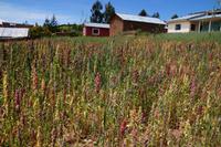 Bunter Quinoa