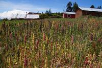 Bunter Quinoa