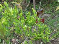 Coca Strauch